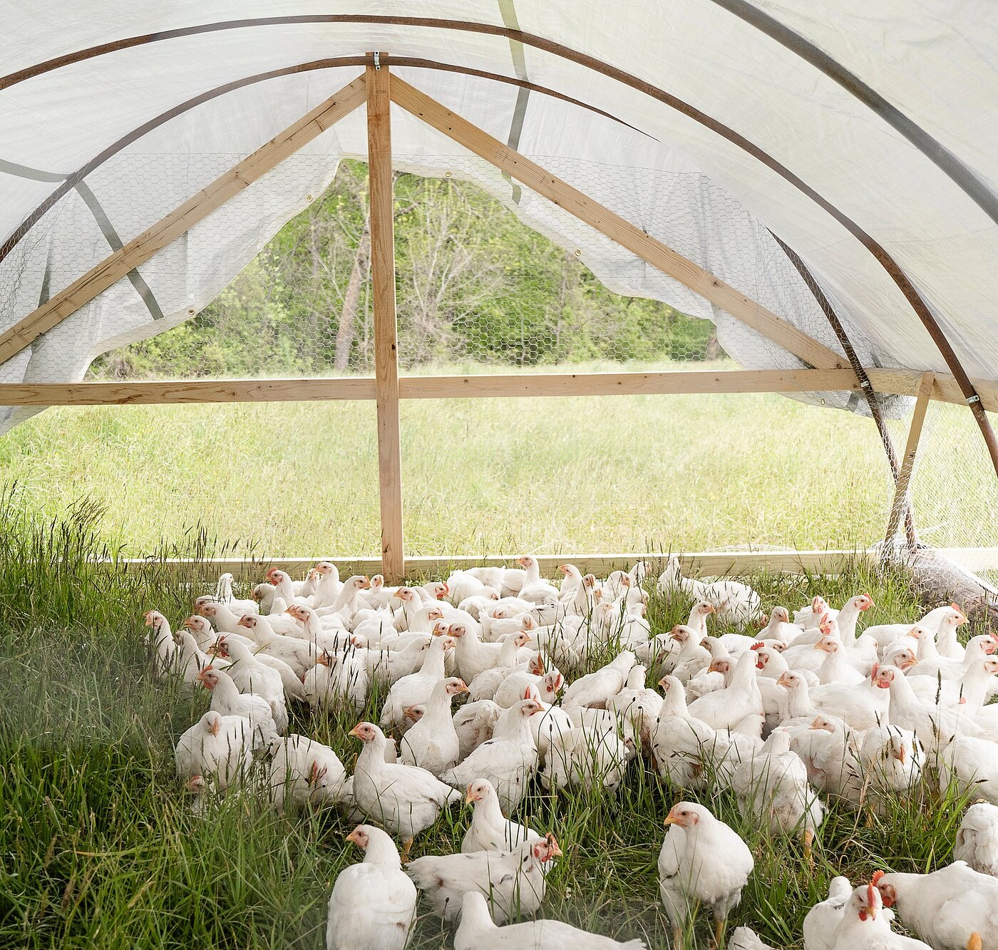 Das Bild zeigt Hühner in einem offenen Stall auf der Wiese