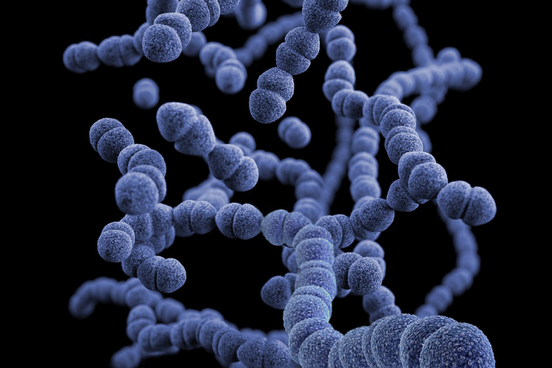 Das Bild zeigt Bakterien.